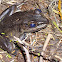 Vaillante's Frog
