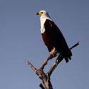 African fish eagle