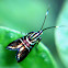 Metalmark moth