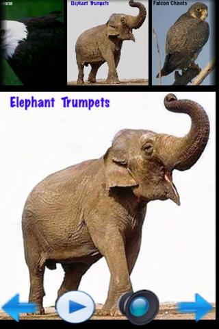 animal-sounds for android screenshot