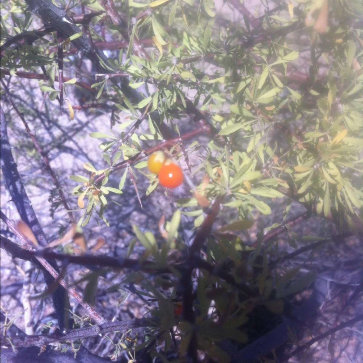 Wolf berry