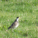 Spur winged plover