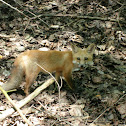 Red Fox
