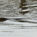 Malayan Water Monitor