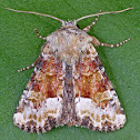 Oligia egens