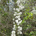 Bridalwreath Spiraea