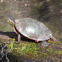 Painted Turtle
