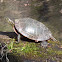 Painted Turtle