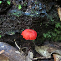 vermilion waxcap