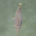 Spotted Gar