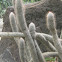Old Man Cactus