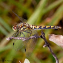 Black Meadowhawk