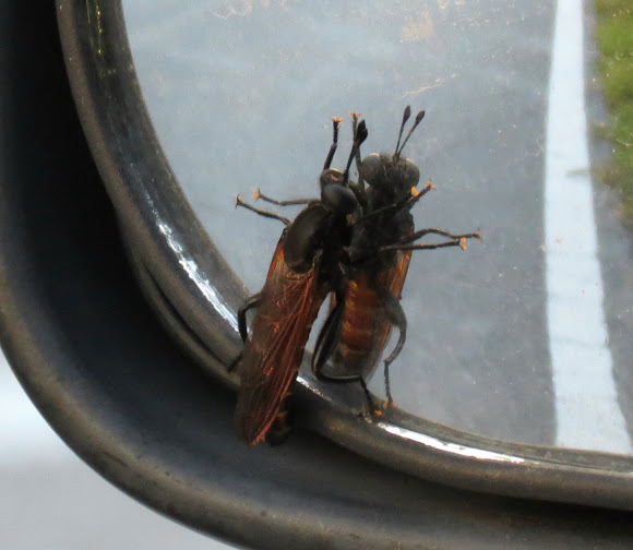 Spotting Image 1