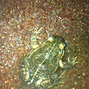 Striped Marsh Frog