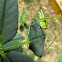Scudder's Bush Katydid Nymph