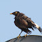 common bird