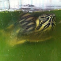 Yellow-bellied Slider