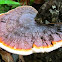Red Banded Polypore