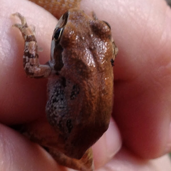Strecker's chorus frog Project Noah