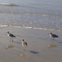 Willets