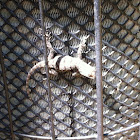 Lizard