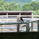 Eastern Bluebird