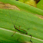 Katydid Nymph