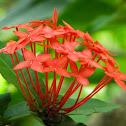 Flower of wild Ixora