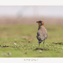 ORIENTAL PRATINCOLE