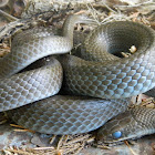Eastern Racer