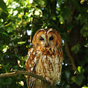Tawny Owl