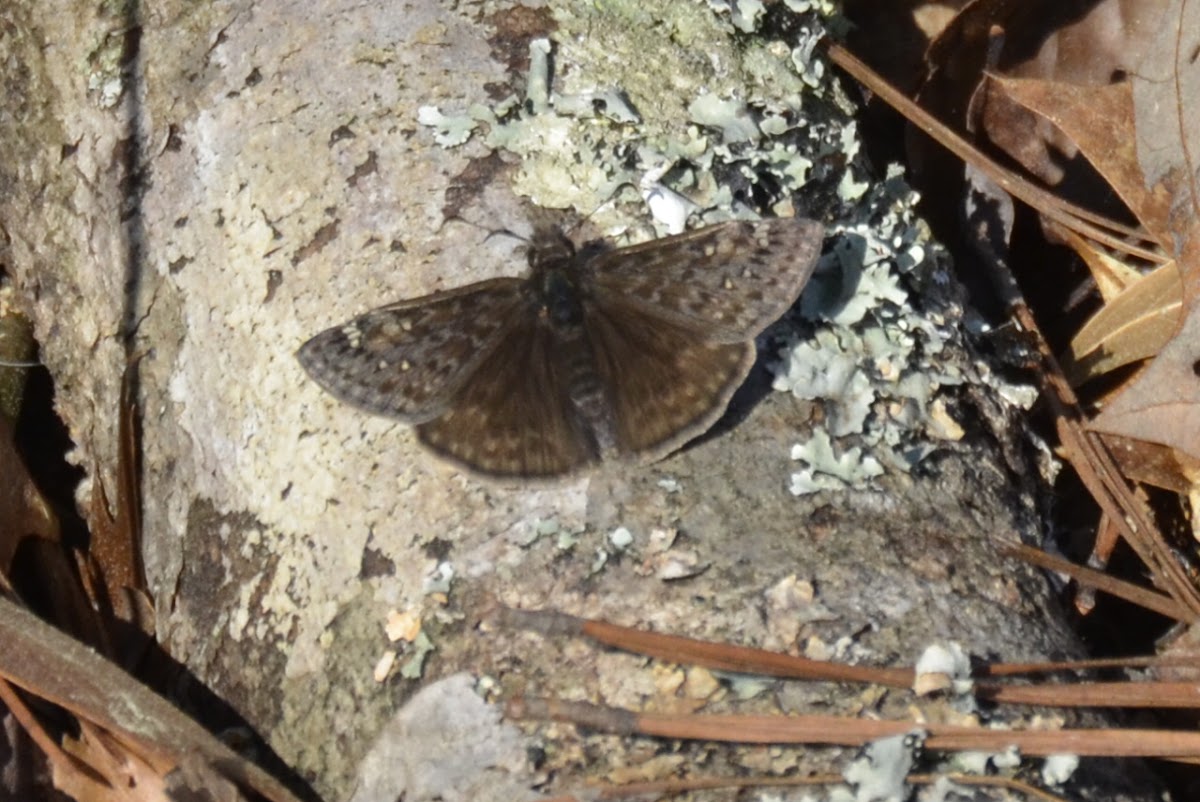 Juvenal's Duskywing