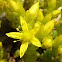 sedum acre