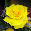 Garden Rose
