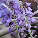 Wisteria