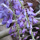 Wisteria