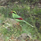 Common Green Magpie