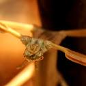 Stick insect, insecto palo