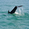 Bottlenose Dolphin