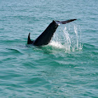 Bottlenose Dolphin