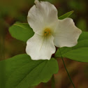 White Trillium