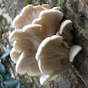 Oyster mushroom