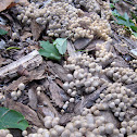 Coprinellus disseminatus