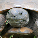 Gopher Tortoise