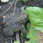 American toad