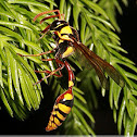 Delta campaniforme