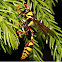 Delta campaniforme