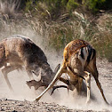 Fallow deer