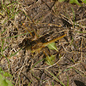 White-faced Meadowhawk (female)
