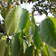 rambutan tree